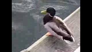 suicidal duck