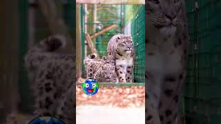 🐆❄️ Snow Leopard Facts That Will Blow Your Mind! | Zippy Wild