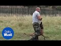 Incredible dog performs perfect tactical manoeuvres  daily mail