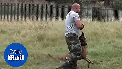 Incredible dog performs perfect tactical manoeuvres - Daily Mail