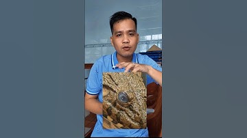 Ếch mù mắt - sưng mình trị được không?? #ksviet #frog