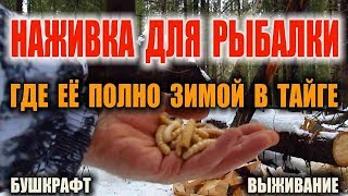 ЗИМНЯЯ РЫБАЛКА БУШКРАФТ. ЗИМНЯЯ НАЖИВКА ДЛЯ РЫБАЛКИ В ЛЕСУ, КОТОРОЙ РЕАЛЬНО МНОГО. Выживание зимой.
