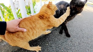【猫の喧嘩】茶トラ猫が仲間にちょっかいを出した黒マーブル猫にマジギレ！