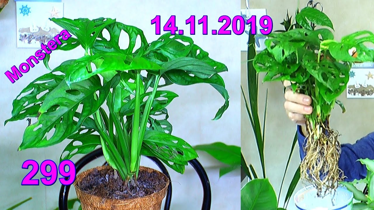 Die Monstera ein Philodendron namens Monkey Leaf, die Affenmaske. Die