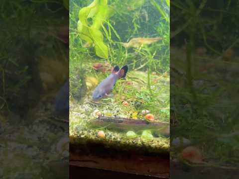 Characodon Los Pinos juveniles up for grabs. Get a hold of me if you’re interested !  #goodeid #fish