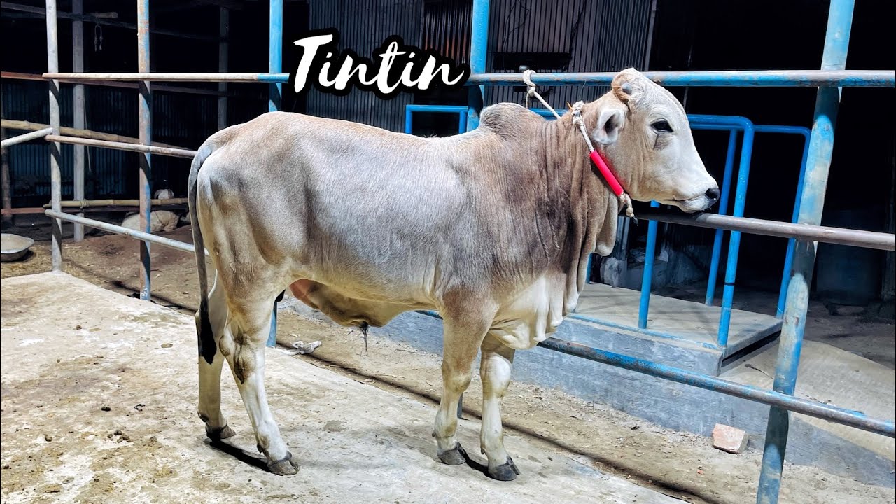 একটা ষাঁড় বাছুর কিনলাম 👍 বয়স ১০+ মাস, দাম চাইলো ১ লাখ ৬৫ হাজার