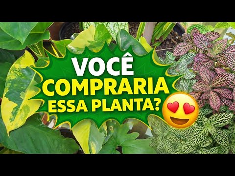 Você Compraria Essa Planta? 😍 Mostrando as Novas Aquisições e Plantas à Venda