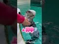 《鳥羽水族館》ラッコたちが好きすぎて滅❣️🫶🏻#鳥羽水族館 #ラッコ #好きすぎて滅