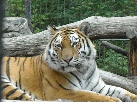 Video: Bengali Tiigri (Panthera Tigris) Normaalse Tarsaliigese Kompuutertomograafia Ja Magnetresonantstomograafia Uuring