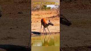 Hyena Goes for the Kill… But Gets Taken by a Crocodile Instead! #WildlifeShowdown #SavageMoments