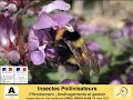 Insectes pollinisateurs  effondrement amnagements et gestions favorables 22