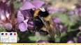 Les insectes et leur rôle méconnu dans la pollinisation ile ilgili video