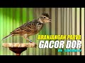Branjangan Parva Gacor Dor Full Isian Cocok Untuk Masteran Mp3 - Mp4 Download