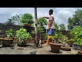 Trimming the branches of my bonsai tree