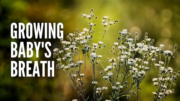 Growing Baby’s Breath: How to Plant and Care For Baby's Breath