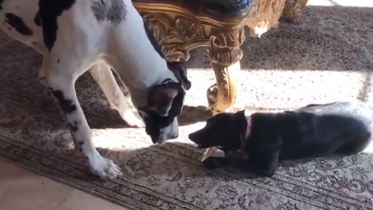 videos for cats Funny little dogs steal Great Danes' toys