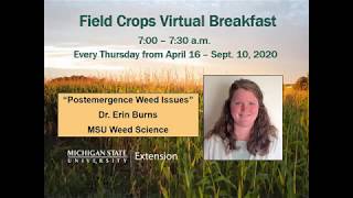 Field Crops Virtual Breakfast: Postemergence Weed Issues
