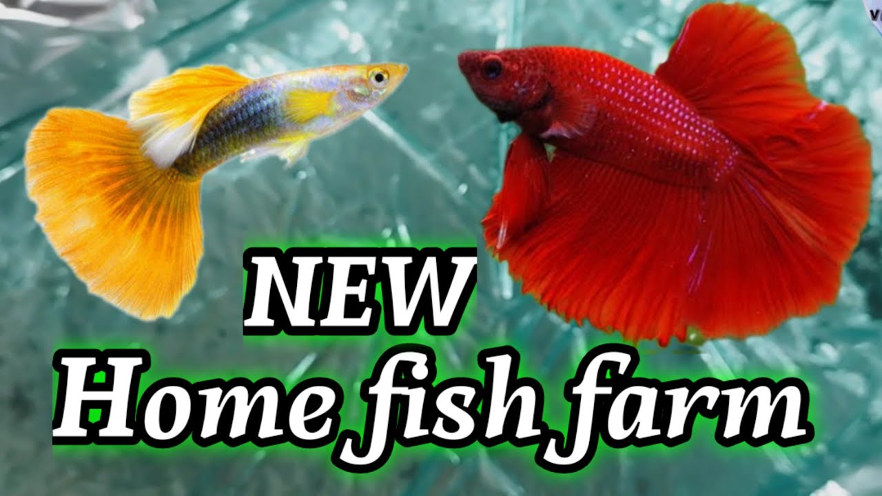 home fish farm fighter fish breeding guppy fish breeding 🐟🐠🐬