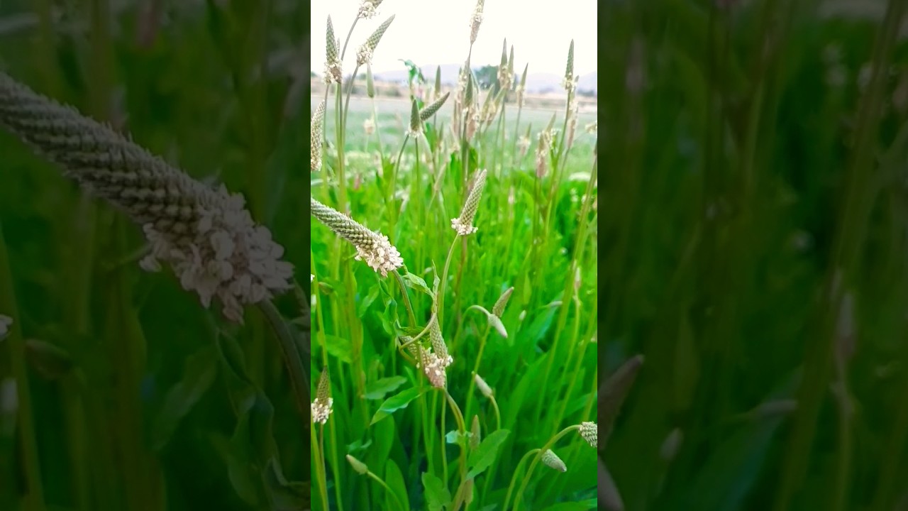 Green Paradise Found