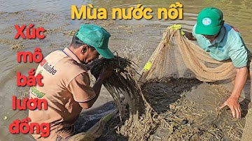 140 | Xúc mô bắt lươn đồng mùa nước nổi