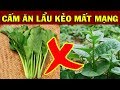 Cảnh báo 5 Loại Rau Quả Cho VÀO LẨU CỰC ĐỘC Càng Ăn Càng Tổn Thọ Bỏ Ăn Sớm Tránh Bệnh Vào Thân