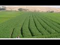 رزاعة القمح ع مصاطب