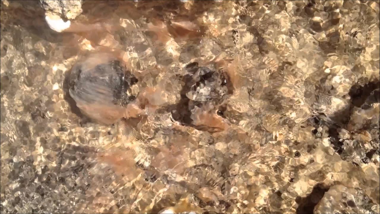 Ecophysiology of an uncultivated lineage of Aigarchaeota from an oxic, hot spring filamentous...