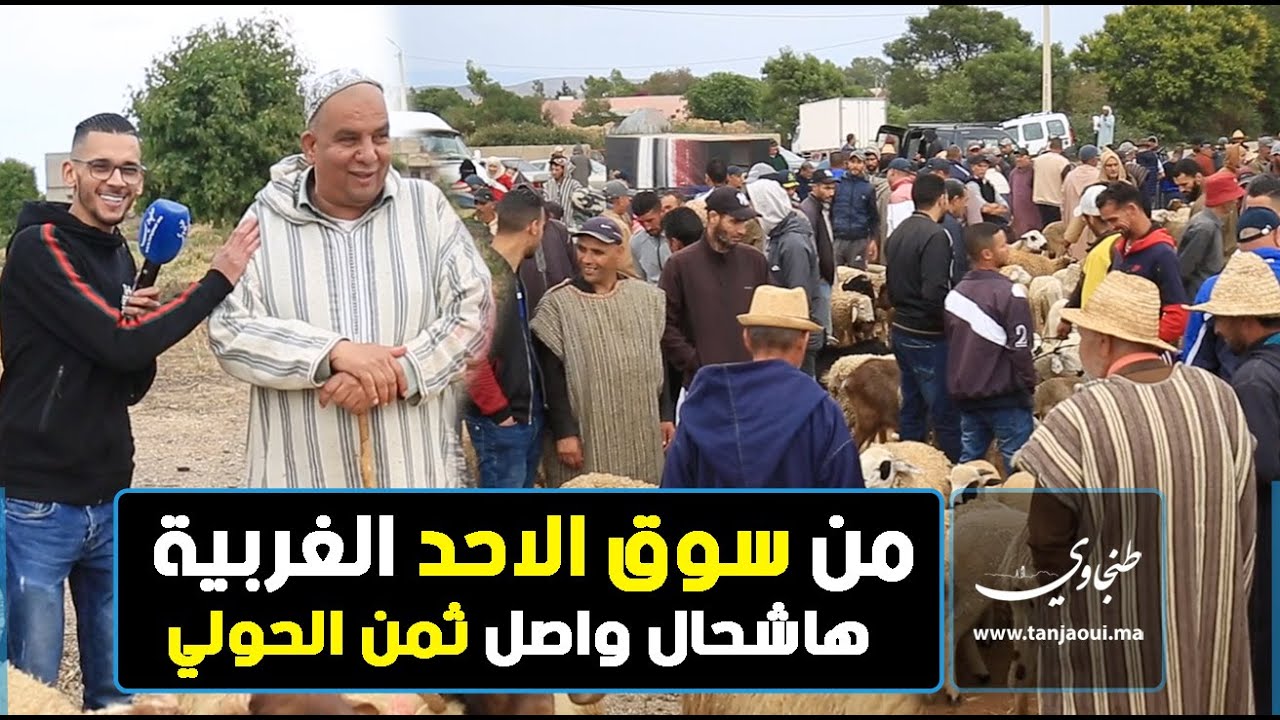 من سوق الاحد الغربية.. هاشحال واصل ثمن الحولي