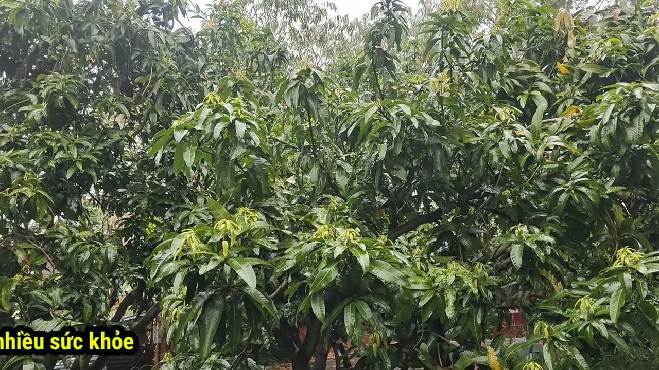 Giá cát chu cao và đài loan vàng tăng nhẹ 27/2/2026