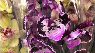 Обзор орхидей к 8 марта в Леруа Мерлен Самара - Fansy Freckles, big lip Sally, Vivaldi, pirate…