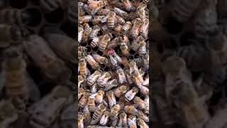2023-04-26: Finding the Queen Bee on a #beehive frame #apiary #bees #beecolony #beekeeper #honey