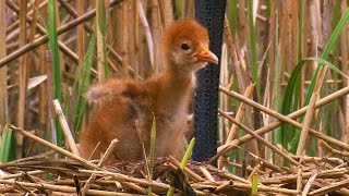 Kranich mit Küken / Grus grus / [DOKU-GERMAN, DEUTSCH]