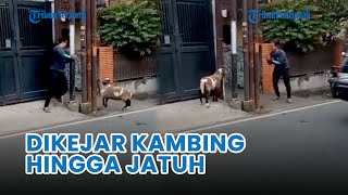 🔴 Aksi Kocak Pria Dikejar Kambing Hingga Tersungkur