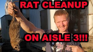 Back Breaking Labor to Eradicate Giant Rats. by Joseph Carter the Mink Man 37,365 views 5 months ago 10 minutes, 34 seconds
