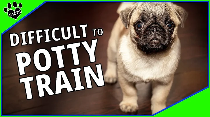 Top 10 Most Difficult Dog Breeds to Potty Train - Dogs 101