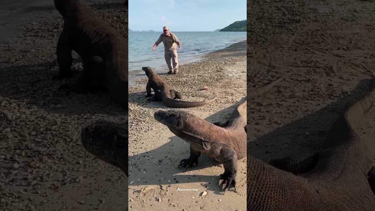 दुनिया की सबसे खतरनाक छिपकली कोमोडो ड्रैगन ! komodo dragon 