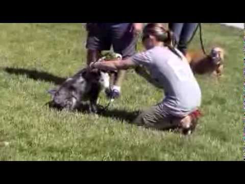 teach-your-dog-to-down---howell,-mi