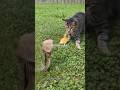 cat vs snake ⛎🐍 #cat #catvssnake #animeedit #song #wildlifeentertainment