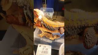 Paradox Red Monster at the Monroeville Reptile Expo! This dragon looks unreal 🐉🦎