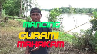Mancing Gurami Di Sungai Mahakam Dapat Wader Kubar Kalimantan Timur