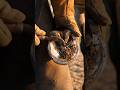 Hoof Cleaning #hoofcleaning #satisfying #farrierlife #horsecare #horse