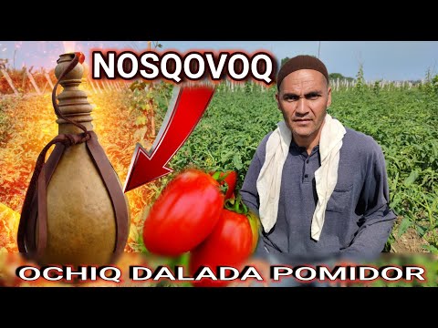 Video: Quritilgan Pomidor Bilan Yasmiq