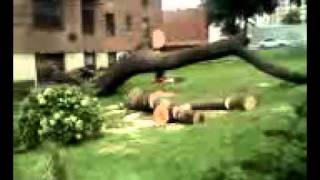Another tree falls on 158th St. and Jewel Ave. (Queens, N.Y.)