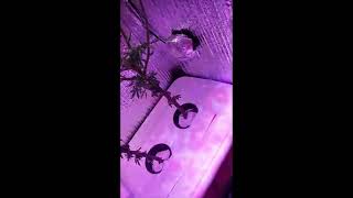 Review/quick look of growbox uniquehydroponics Hey guys, I know some of you asked for a quick view of my box, here it is, I know it