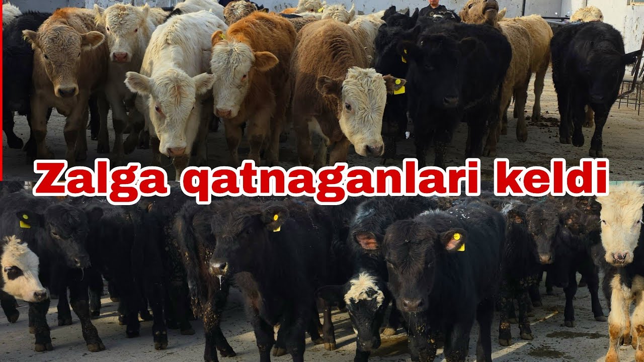 Oybek akani fermalariga Angus greford patsos paltarashka buqalar keldi 4-yanvar, 2026
