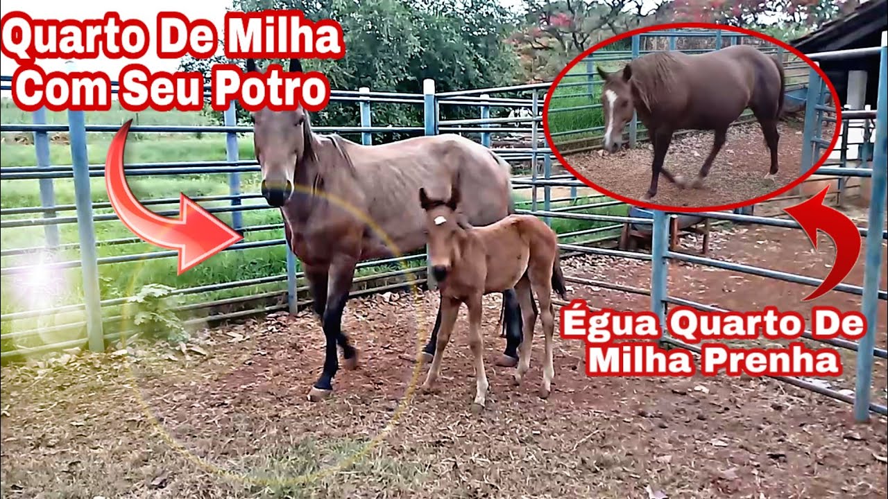 Nomes De égua Quarto De Milha - RETOEDU