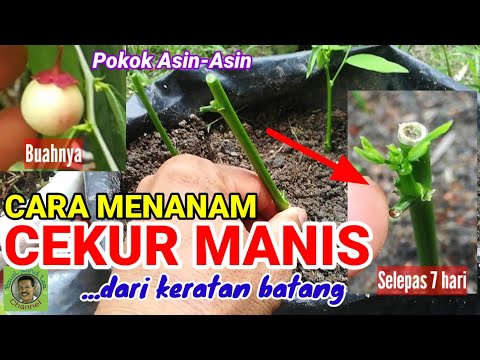 Video: Cara menanam pucuk pokok wang. Bagaimana untuk menanam pokok wang