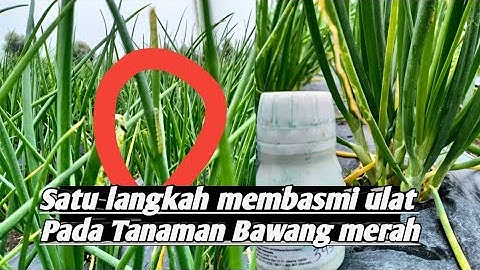 Insektisida Untuk Membasmi Ulat Pemakan Daun bawang Merah..!!