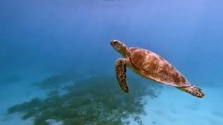 Download Lagu Epic Indonesia '25 MP3