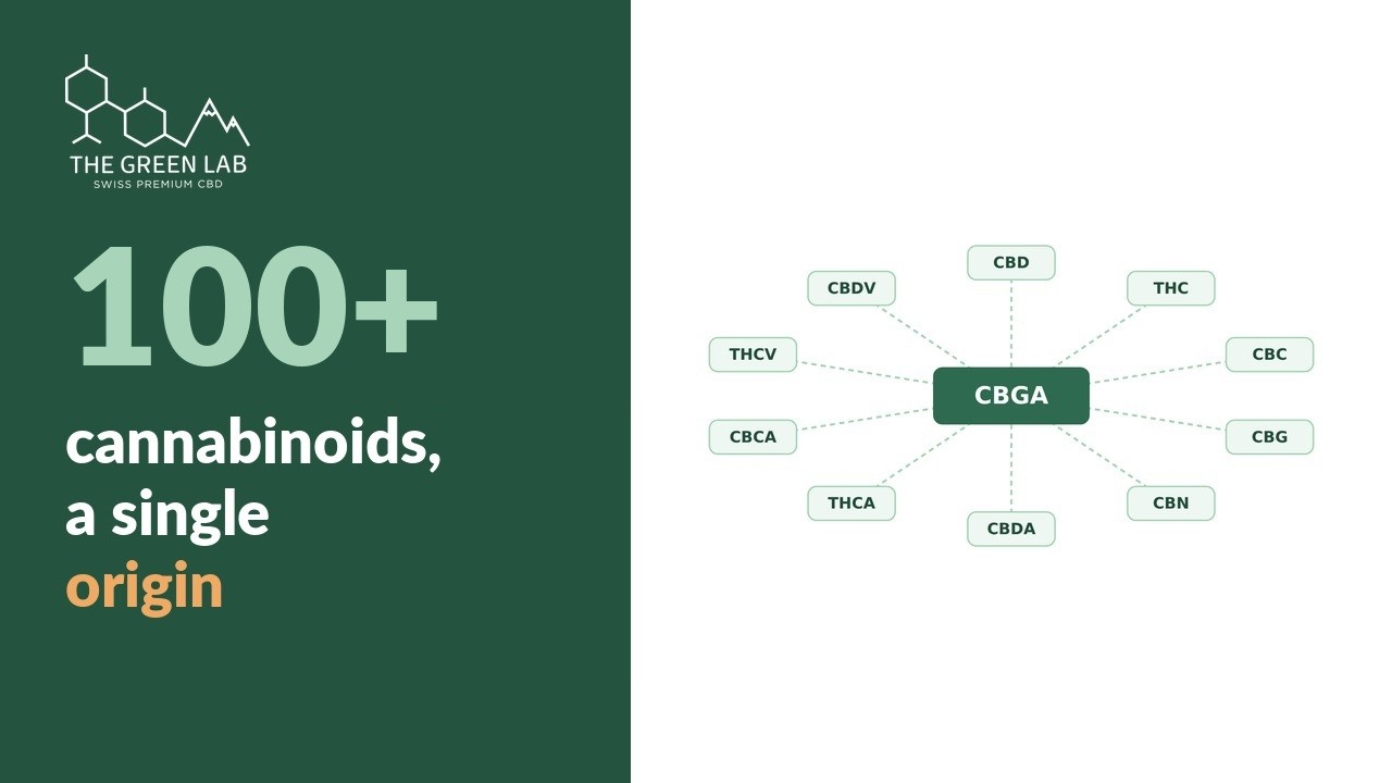 Video: hemp cannabinoids, a single origin